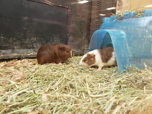Pet Supply Store «PetSmart», reviews and photos, 28533 Marlboro Ave, Easton, MD 21601, USA