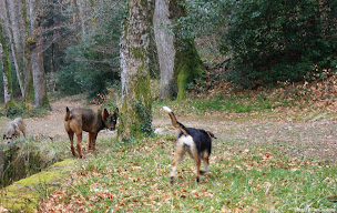 Photo n°46 de Bass. du Lampy à Saissac ()