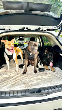 Angel Paws - Photo 8 - Car repair in Pembroke Pines, FL, Pembroke Pines