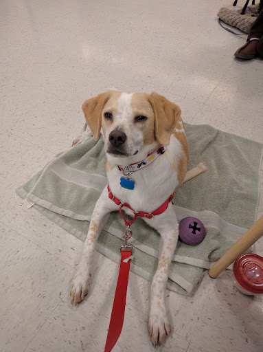 Pet Supply Store «PetSmart», reviews and photos, 4731 Commercial Dr, New Hartford, NY 13413, USA