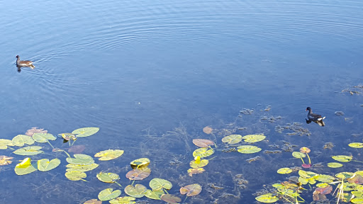 Grocery Store «Save-A-Lot», reviews and photos, 222 US Hwy 41 S, Inverness, FL 34450, USA