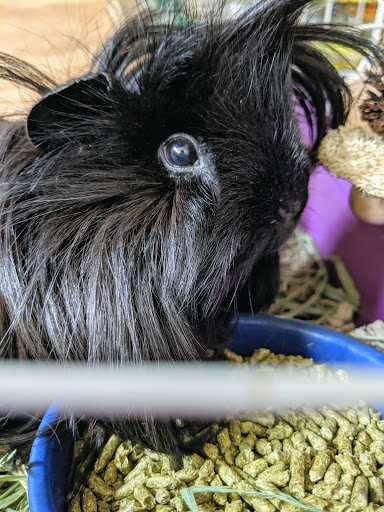 Pet Supply Store «The Animal Connection», reviews and photos, 2550 2550 Judah St & 31st Ave, San Francisco, CA 94122, USA