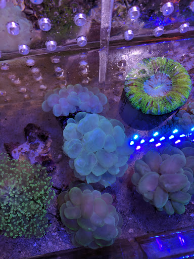 Pet Supply Store «Professional Fish Keepers Aquarium Store», reviews and photos, 7573 W Sample Rd, Coral Springs, FL 33065, USA