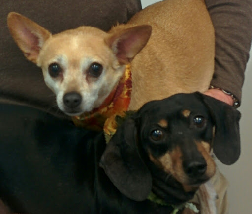 Pet Groomer «A Klassy Lassie, LLC», reviews and photos, 30 Old Jackson Rd, McDonough, GA 30252, USA