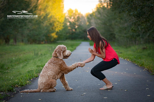 Good Boy Dog Training