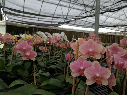 Florist «Dr Delphinium Flower & Orchid House», reviews and photos, 513 W Campbell Rd, Richardson, TX 75080, USA