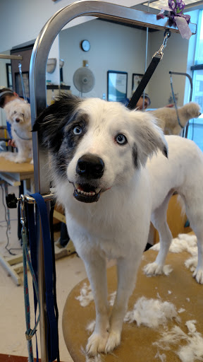 Pet Supply Store «PetSmart», reviews and photos, 585 Main St, Brookfield, WI 53005, USA