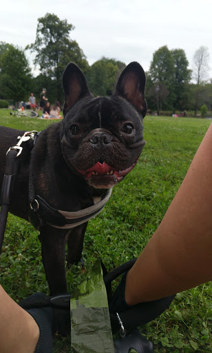 Park «Welles Park», reviews and photos, 2333 W Sunnyside Ave, Chicago, IL 60625, USA