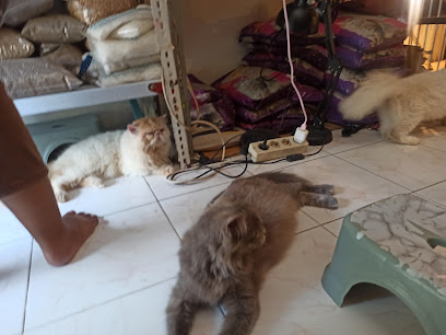 Grooming Pet Hotel Penitipan Kucing Surabaya