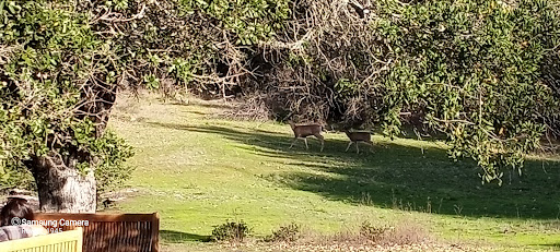 National Forest «Petrified Forest», reviews and photos