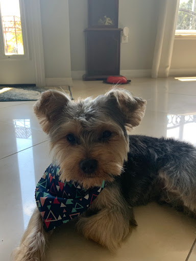 Pet Groomer «Furry Tails Pet Grooming», reviews and photos, 865 Cypress Pkwy, Poinciana, FL 34759, USA