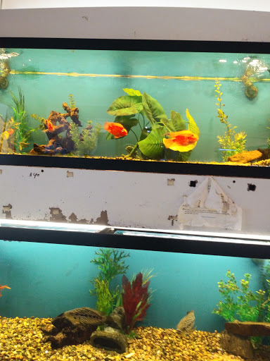 Pet Store «Fish Bowl Aquarium & Pet Mart», reviews and photos, 425 Pleasant St # 21, Fall River, MA 02721, USA