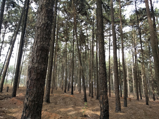 Ngwo Pine Forest, Old Enugu-Onitsha Rd, Ngwo-Asaa, Nigeria, Amusement Park, state Enugu