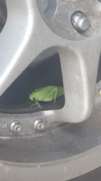 Rex Tire - Photo 9 - Car repair in Colorado Springs, CO, Colorado Springs