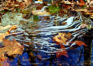 Ravenswood Park - photo 48