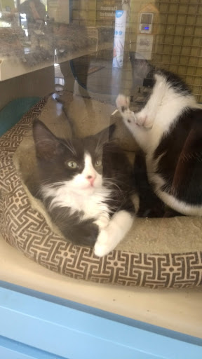 Pet Supply Store «Unleashed by Petco», reviews and photos, 905 W Foothill Blvd, Claremont, CA 91711, USA