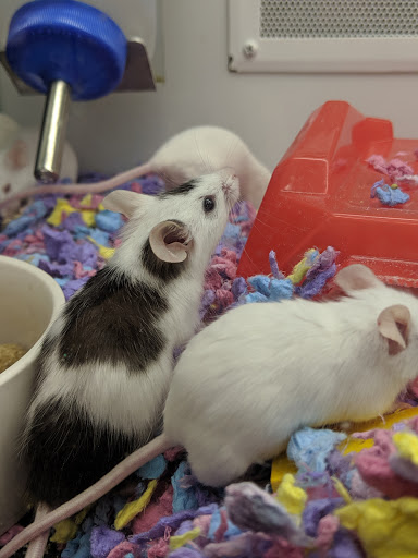 Pet Supply Store «Petco Animal Supplies», reviews and photos, 4345 U.S. 9, Freehold, NJ 07728, USA