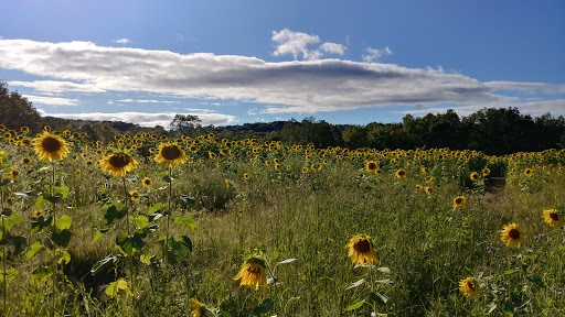Tourist Attraction «Sussex County Sunflower Maze», reviews and photos, 101 Co Rd 645, Sandyston, NJ 07826, USA