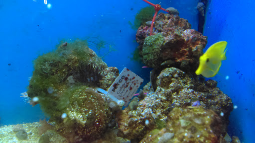 Pet Supply Store «Petco Animal Supplies», reviews and photos, 28400 Dequindre Rd, Warren, MI 48092, USA