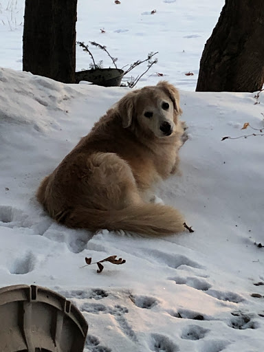 Golf Course «Chaska Town Course», reviews and photos, 3000 Town Course Dr, Chaska, MN 55318, USA