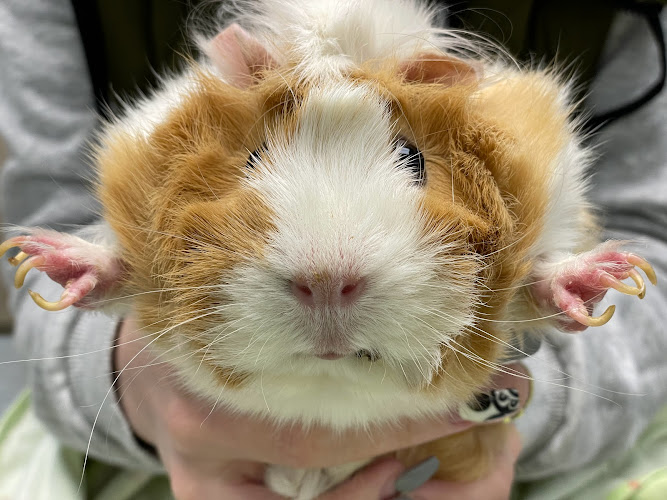 CENTRO VETERINARIO GREEN DOG-VILLAVERDE