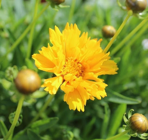 Farm «Pope Farms Produce & Garden Center», reviews and photos, 6501 W 28th St, Greeley, CO 80634, USA
