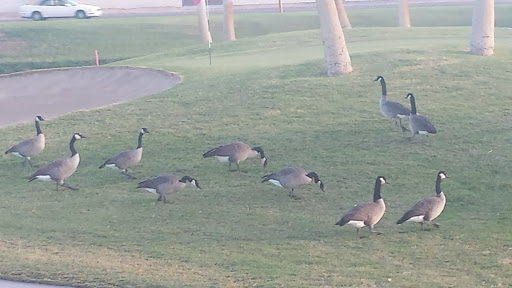 Golf Course «Westbrook Village Golf Club Lakes Course», reviews and photos, 19260 N Westbrook Pkwy, Peoria, AZ 85382, USA