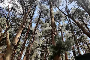 Pine Forest image