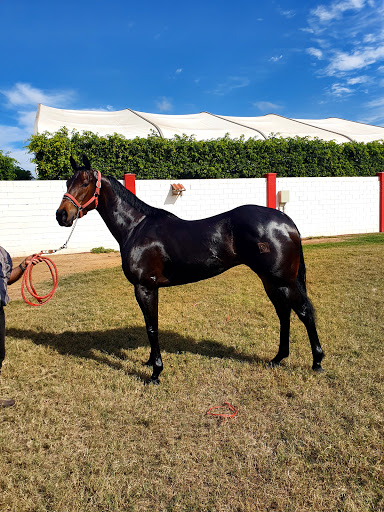 Criador de caballos Culiacán Rosales
