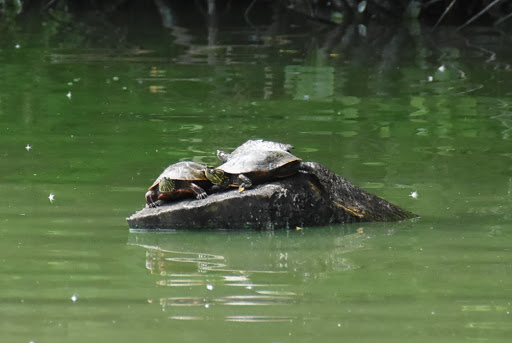 Zoo «Niabi Zoo», reviews and photos, 13010 Niabi Zoo Rd, Coal Valley, IL 61240, USA