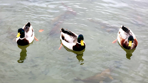 Museum «Washington County Museum of Fine Arts», reviews and photos, 401 Museum Dr, Hagerstown, MD 21741, USA