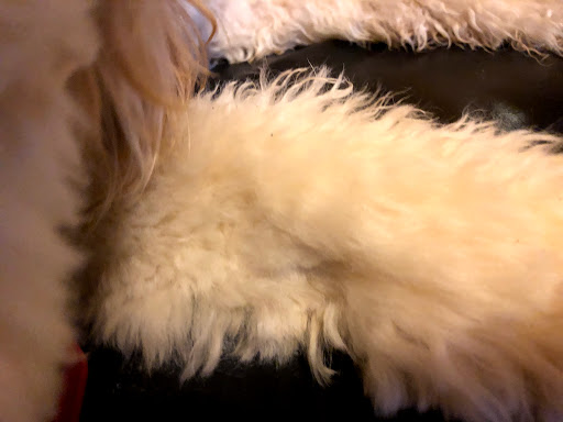 Pet Supply Store «EarthWise Pet», reviews and photos, 4880 Lower Roswell Rd #10, Marietta, GA 30068, USA