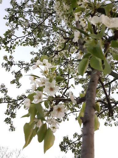 Park «Asser Levy Park», reviews and photos, 302 Sea Breeze Ave, Brooklyn, NY 11224, USA