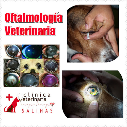 Clínica Veterinaria Salinas - Veterinario