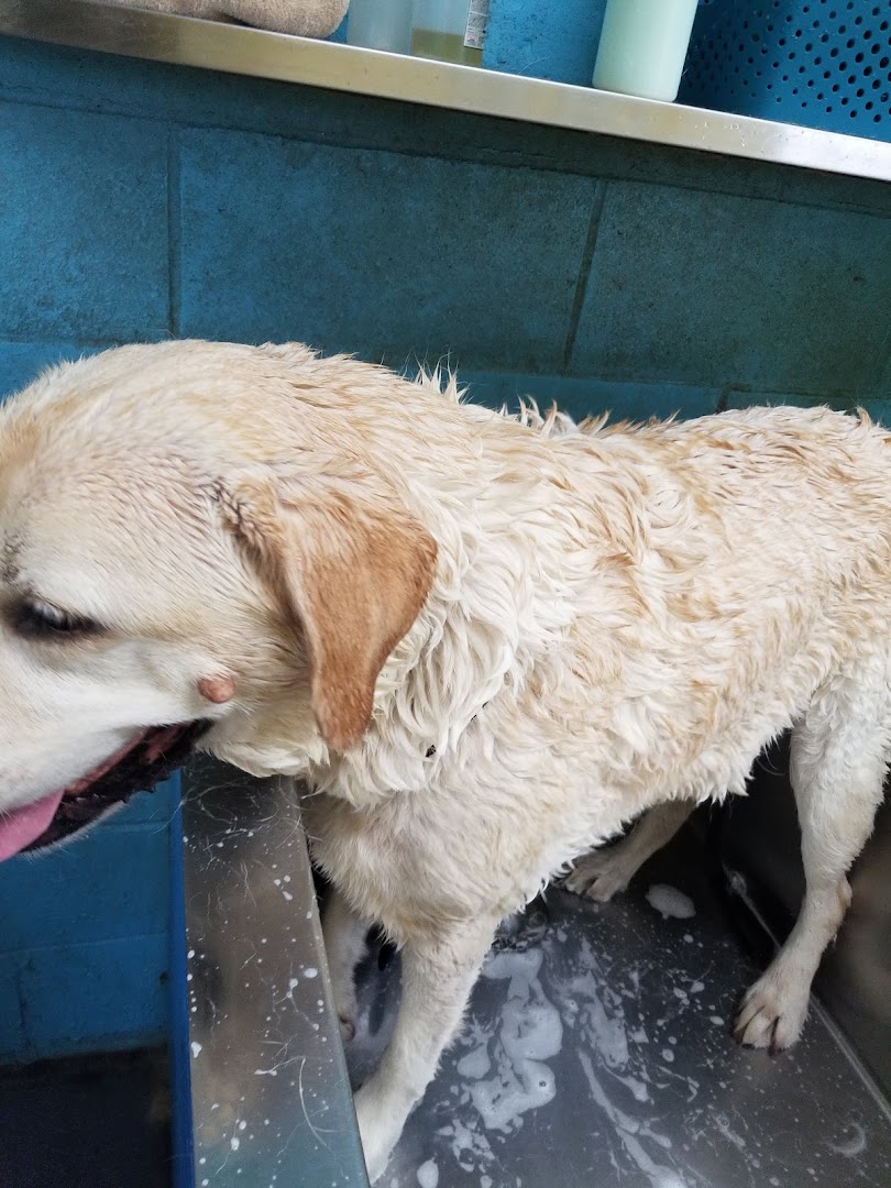 Go Go Spa Self-Serve Dog Wash