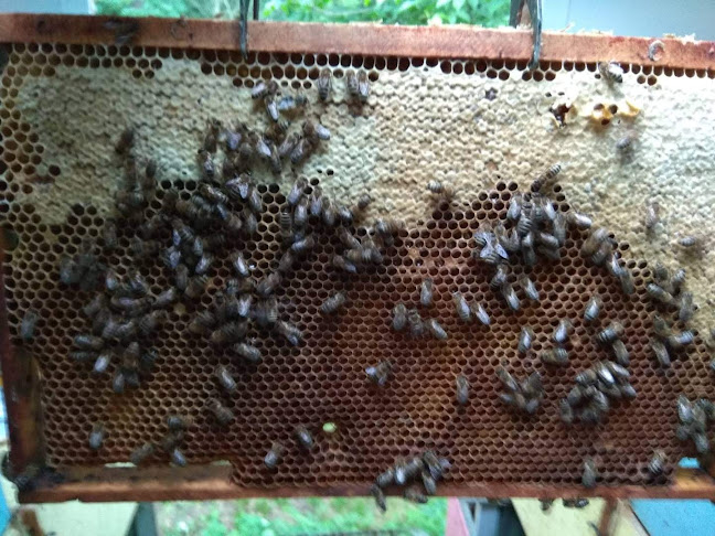 Včela Hataj - Prodejna