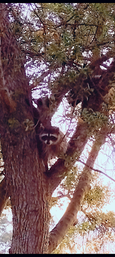 Golf Club «Paso Robles Golf Club», reviews and photos, 1600 Country Club Dr, Paso Robles, CA 93446, USA