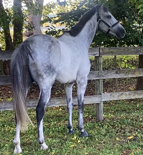 Well Adjusted Pet image