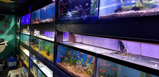 Pet Store «Sea Life Aquarium Services», reviews and photos, 174 Semoran Commerce Pl A101, Apopka, FL 32703, USA