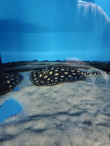 Tropical Fish Store «KHC Aquarium», reviews and photos, 150-1 Northern Blvd, Flushing, NY 11354, USA