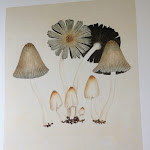 Photo n° 3 de l'avis de daniel.a fait le 18/08/2020 à 18:29 pour Harmas Jean-Henri Fabre à Sérignan-du-Comtat