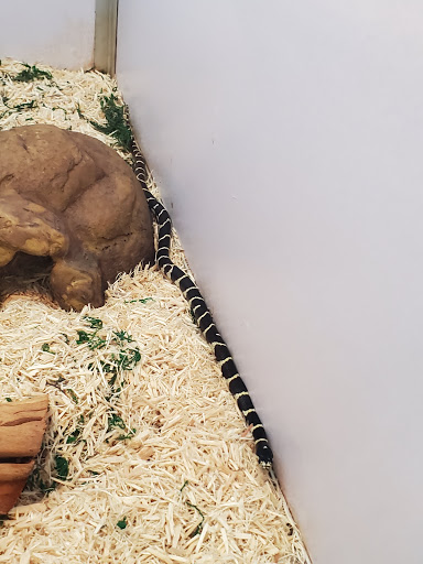 Pet Supply Store «Pet Supermarket», reviews and photos, 265 Tom Hill Sr Blvd, Macon, GA 31210, USA