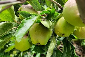 Gaurav Apple Orchard image