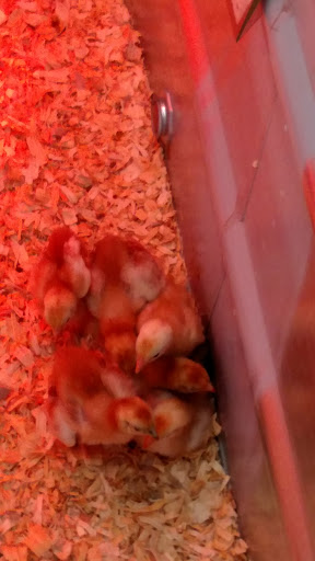 Home Improvement Store «Tractor Supply Co.», reviews and photos, 13500 Benns Church Blvd, Smithfield, VA 23430, USA