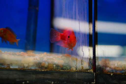 Pet Supply Store «Panhandle Pet Supply», reviews and photos, 3661 N Monroe St, Tallahassee, FL 32303, USA