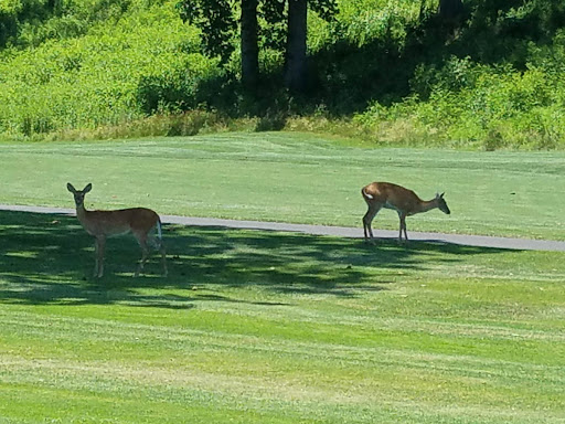 Golf Course «Galloping Hill Park and Golf Course», reviews and photos, 3 Golf Dr, Kenilworth, NJ 07033, USA