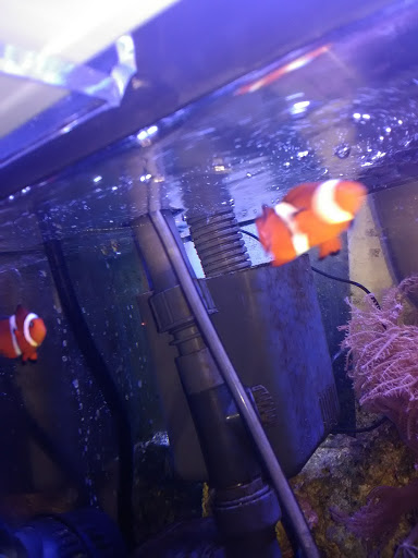 Pet Store «All Pets Club», reviews and photos, 1167 N Colony Rd, Wallingford, CT 06492, USA