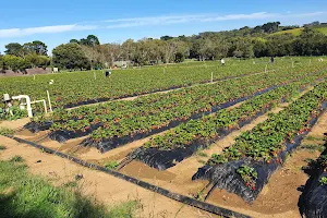 Rocky Creek Strawberry Farm image