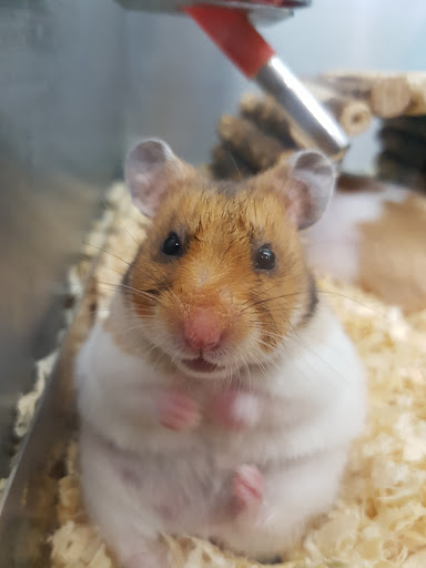 Places to buy a hamster in Liverpool