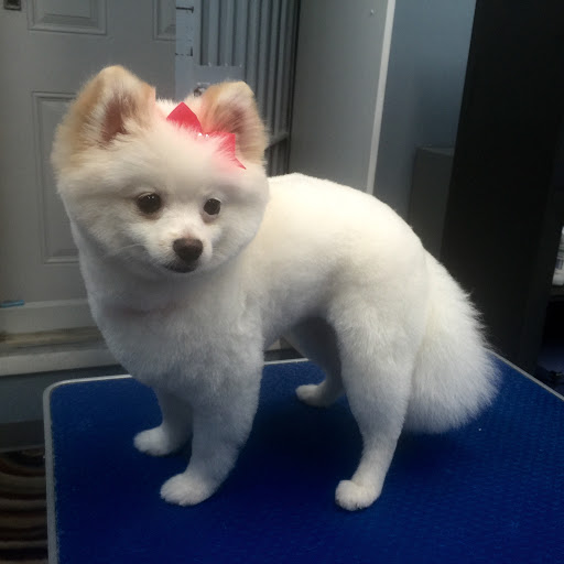 Pet Store «Doggy Dog World Inc», reviews and photos, 2552 Coney Island Ave, Brooklyn, NY 11223, USA